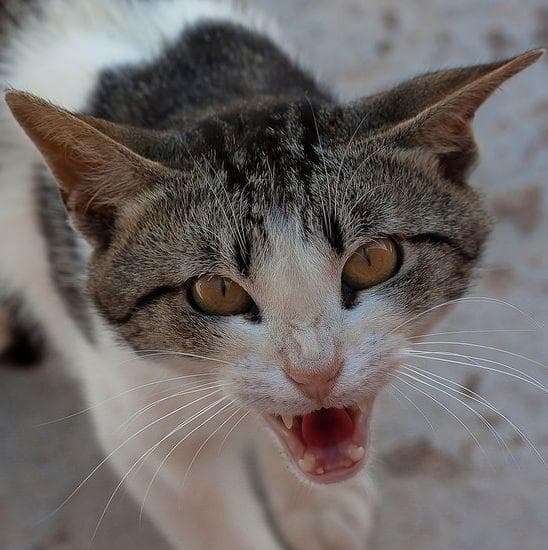 9 Terrifying Stories of House Cats Killing People