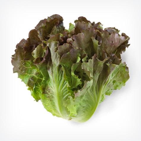 Best Lettuce to Eat List of Types of Lettuces