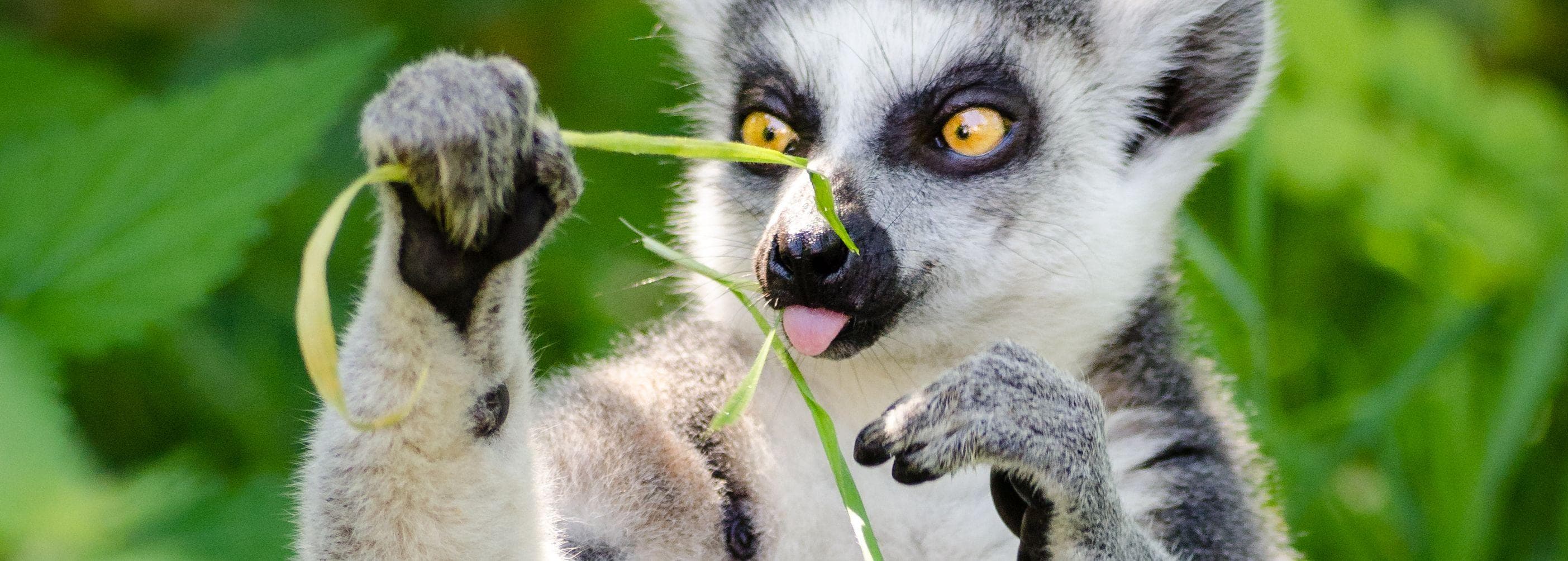 13 Insanely Cool Animals You Can Only Find In Madagascar