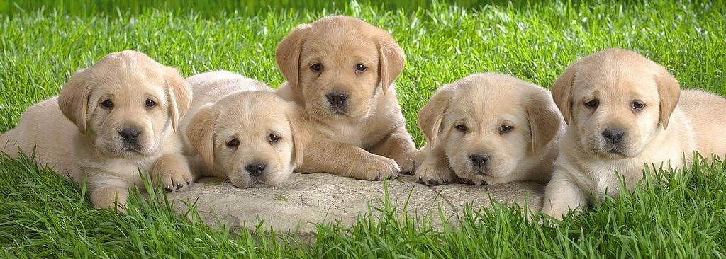 Cute Pug Pics | Gallery of Photos of Pugs & Puppies