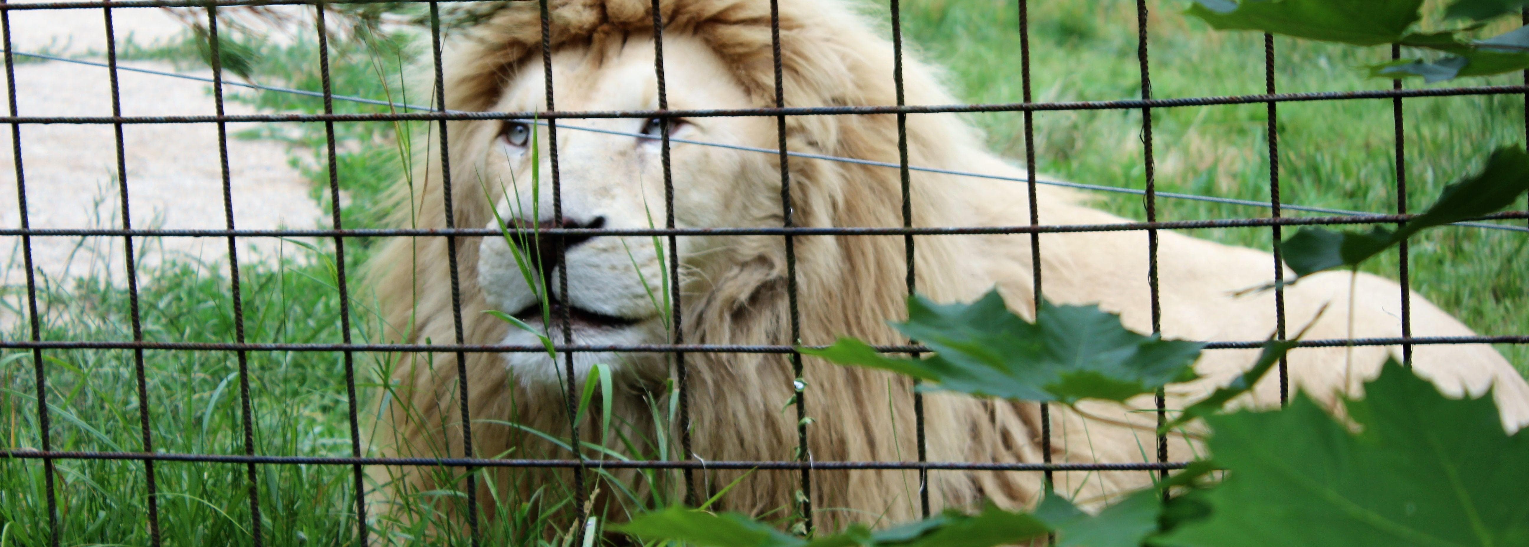 The 12 Wildest Zoo Animal Escapes Of All Time