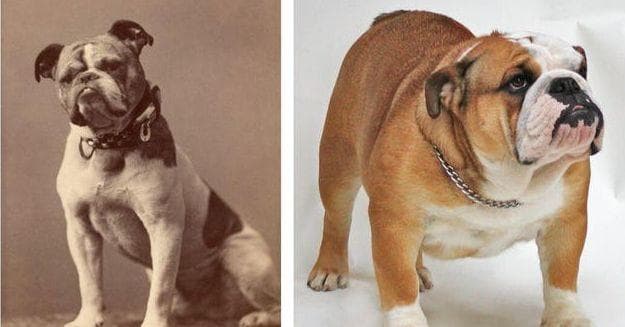 British bulldog 100 sales years ago