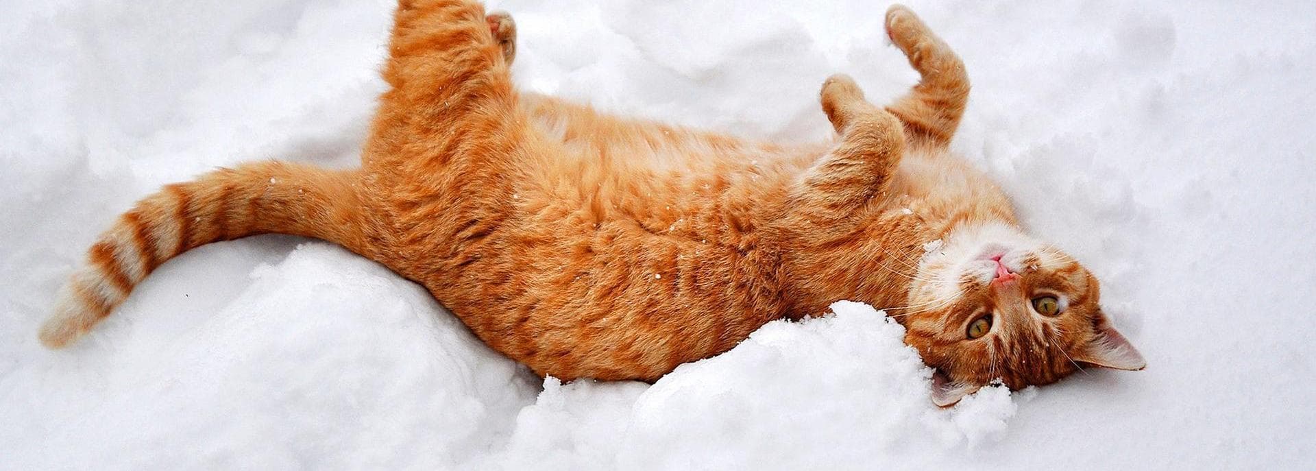 Cats Playing In Snow