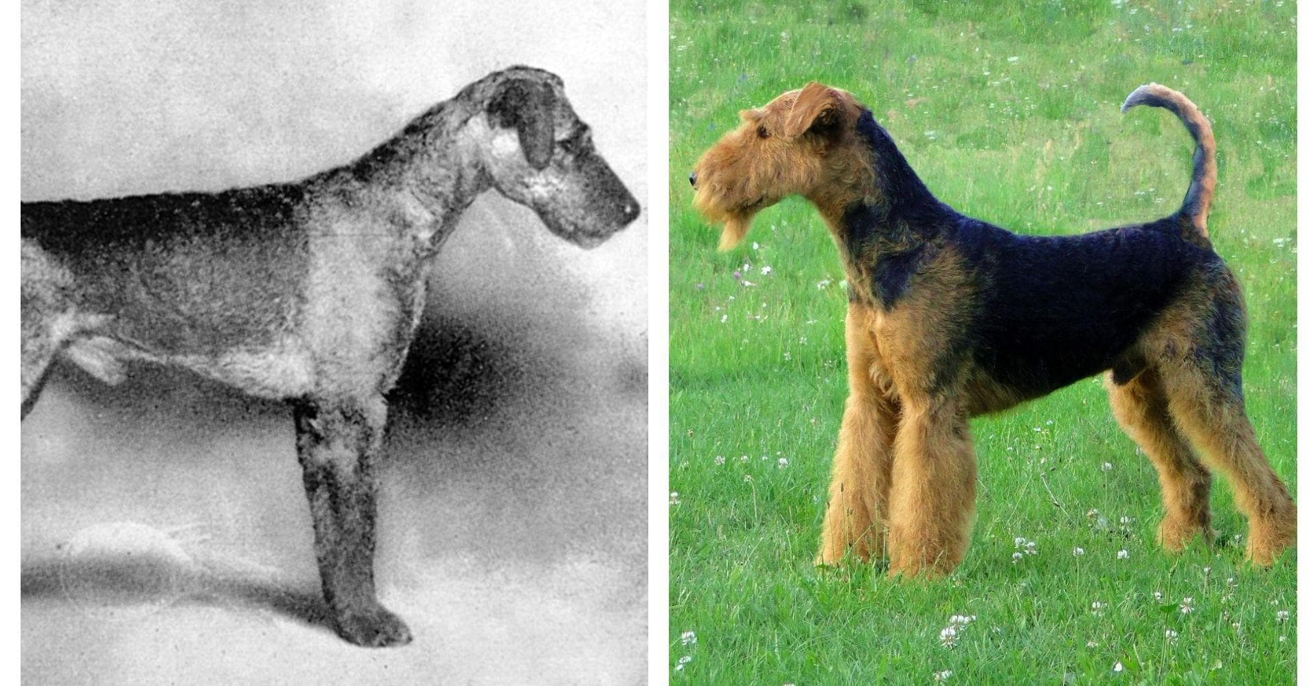 Purebred dogs hot sale 100 years ago