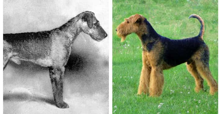 What Breeds Used to Look Like