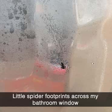Cool Things We've Seen Spiders Do