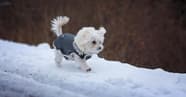 Pet Clothing Brands Top Dog Apparel Companies