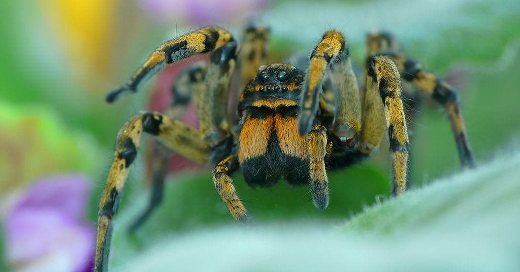 The Best Songs About Spiders & Arachnophobia