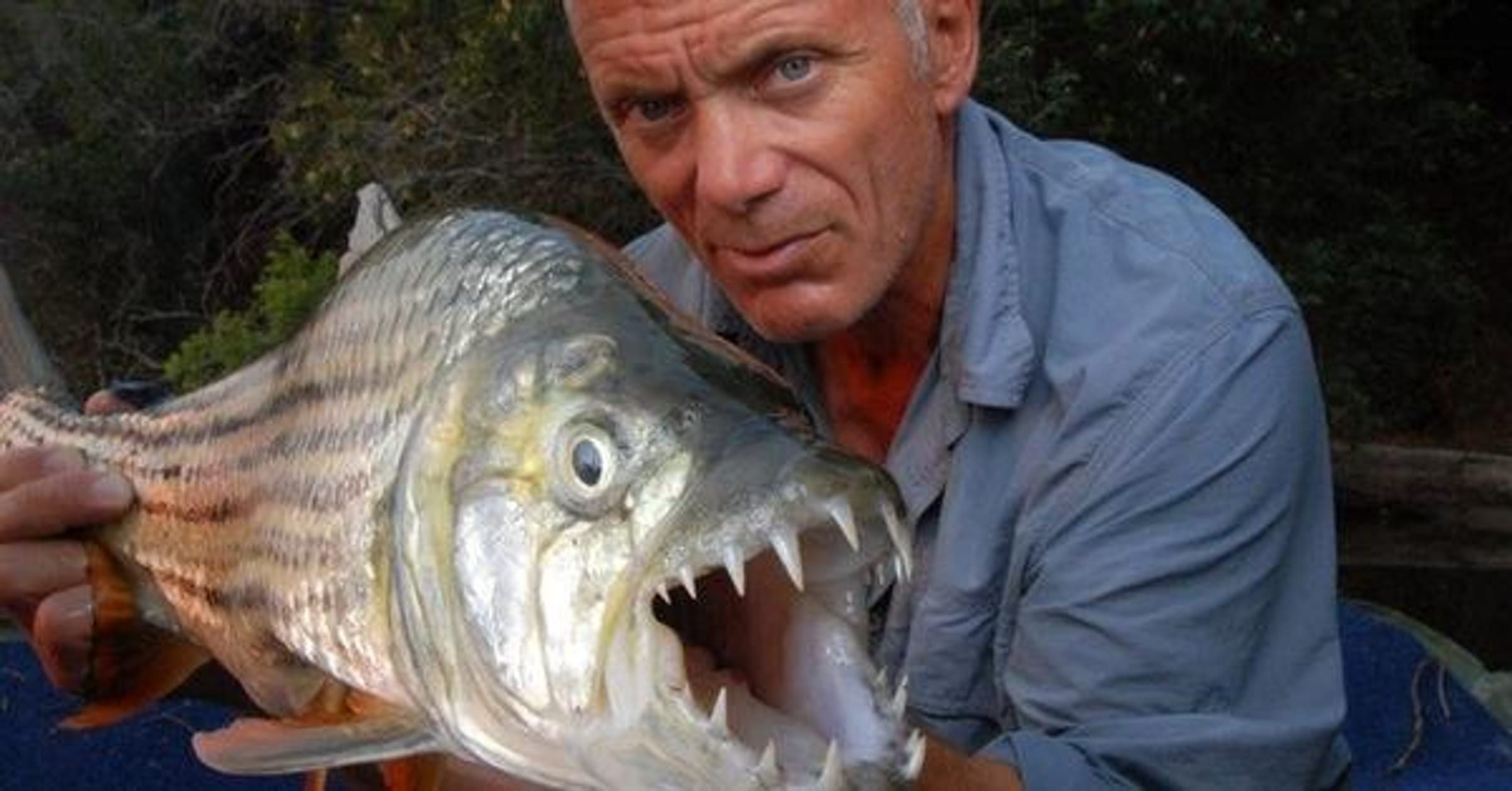 giant snakehead fish river monsters