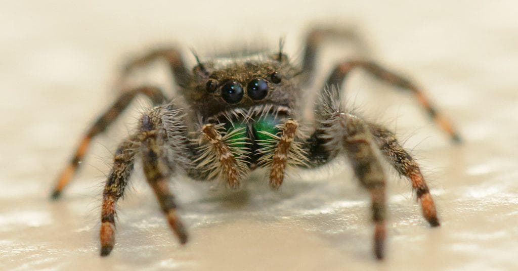 15 Really Good Reasons Spiders Are Weirdly Terrifying to Everyone