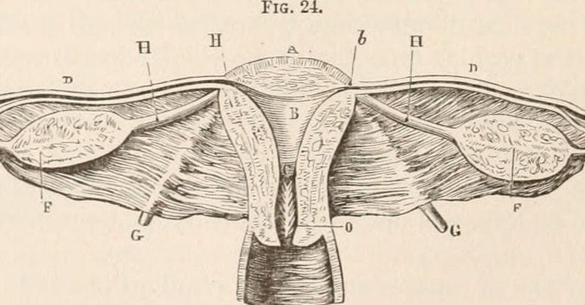 Things You Didn't Know About Being a Gynecologist