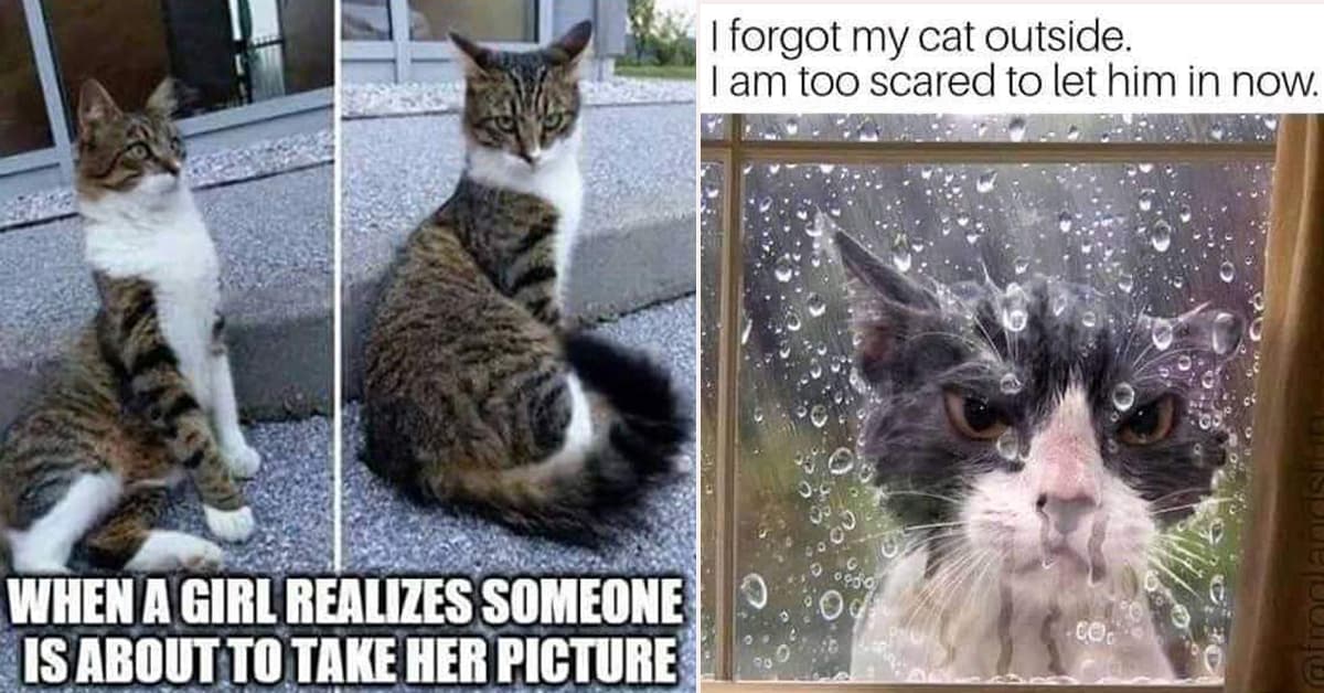 40 Random Cat Memes For Cat Lovers