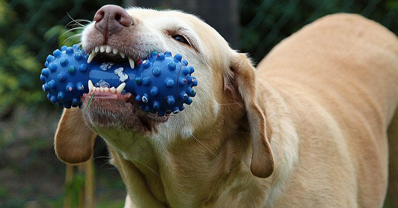 The 15 Best Indestructible Dog Toys, Ranked