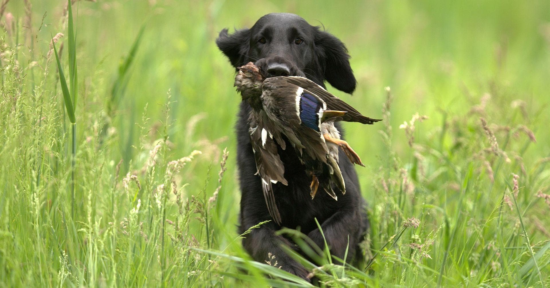 The Best Animals To Hunt For Beginners, Ranked By Hunters