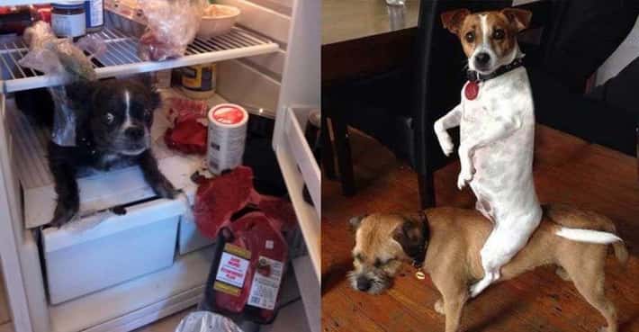Guilty Dogs Caught in the Act