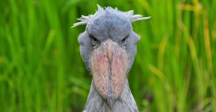 The Weirdest Beaks in the Bird Kingdom