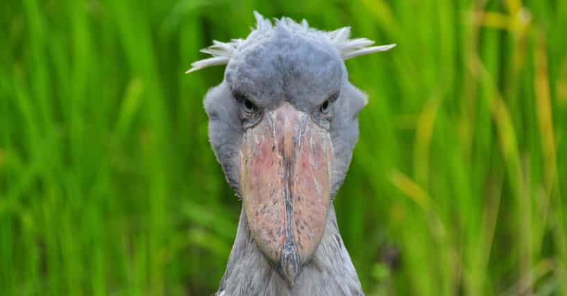The 17 Weirdest And Scariest Bird Beaks