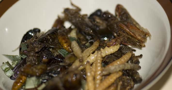 Bugs That Thrive in People Food