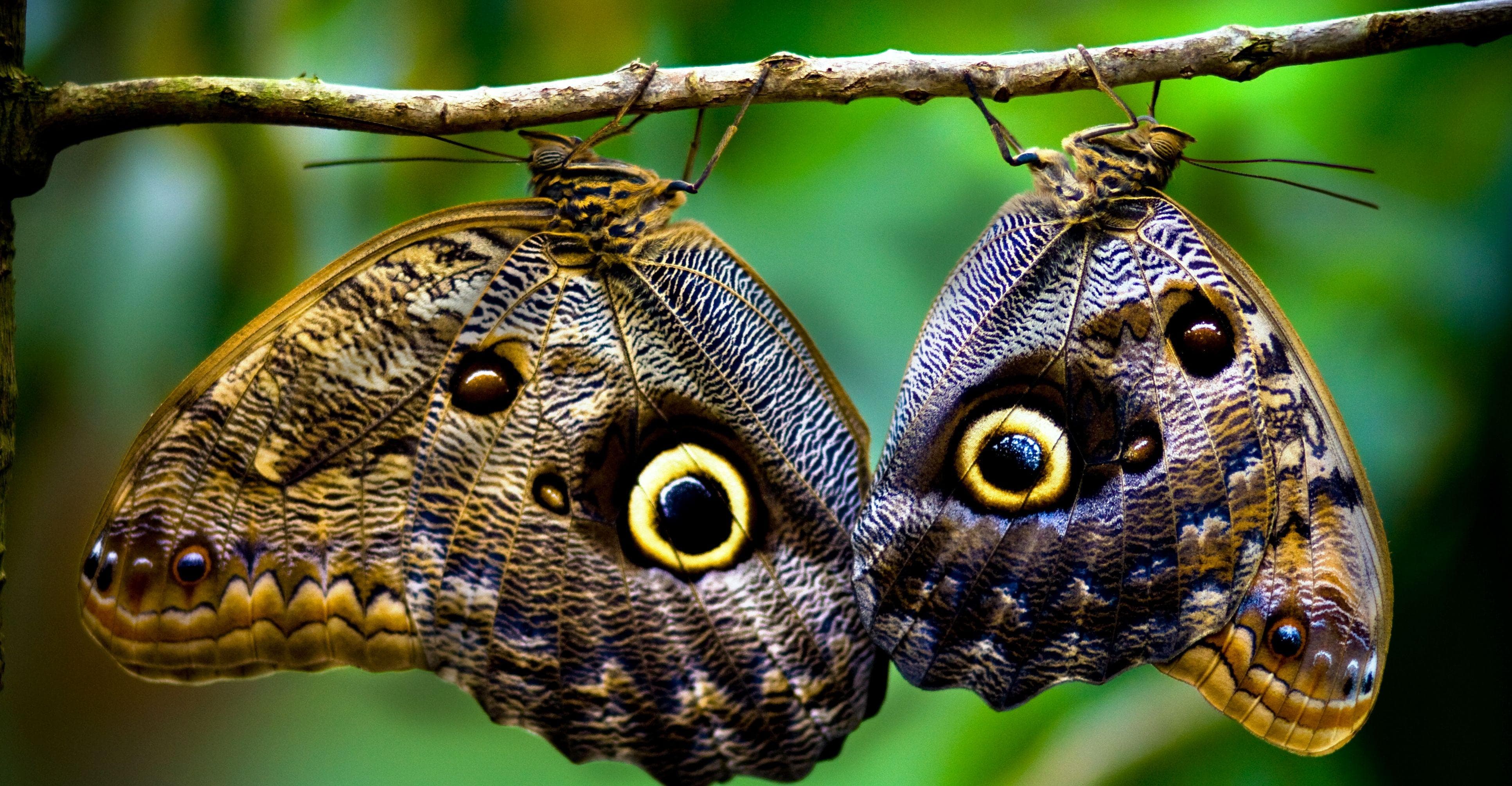 most colorful butterfly in the world