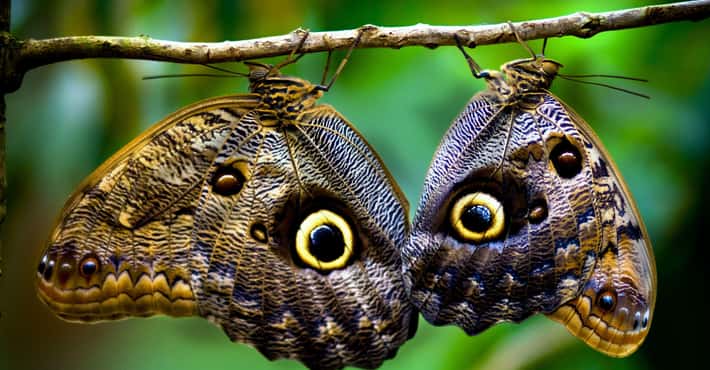 Extraordinary Butterflies