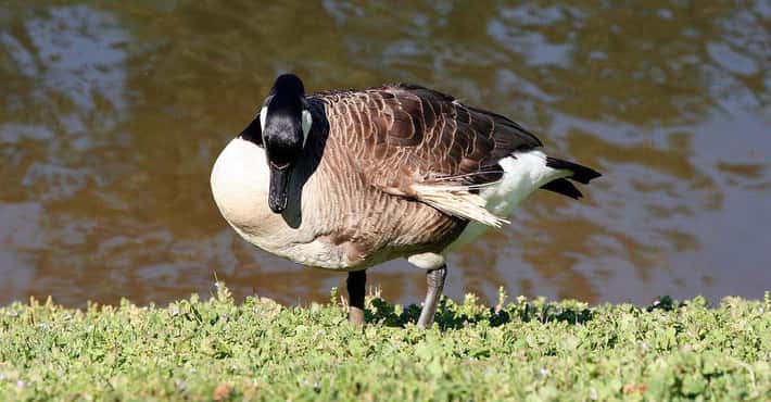 Why Are Geese So Freakin' Mean?