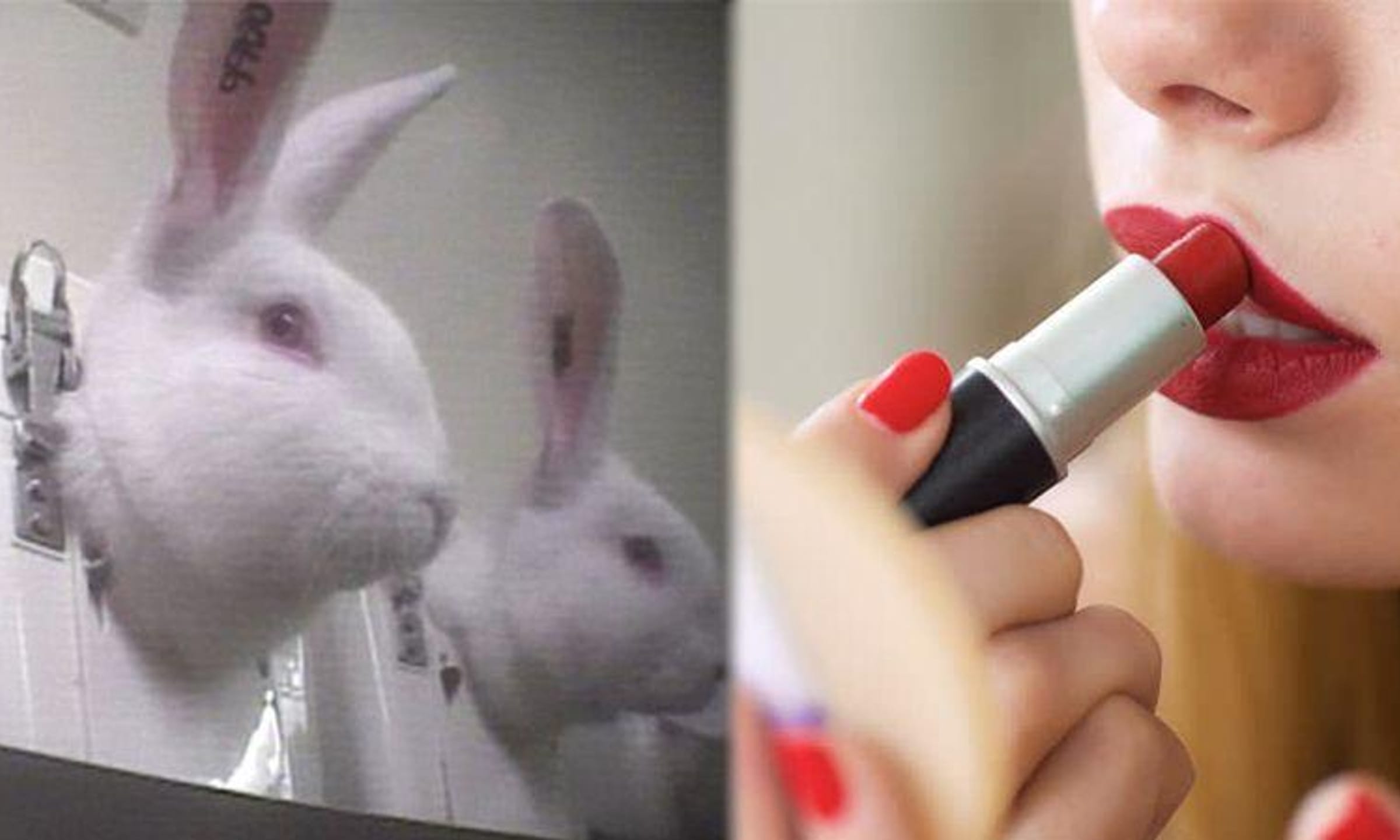 What Animal Testing Really Looks Like