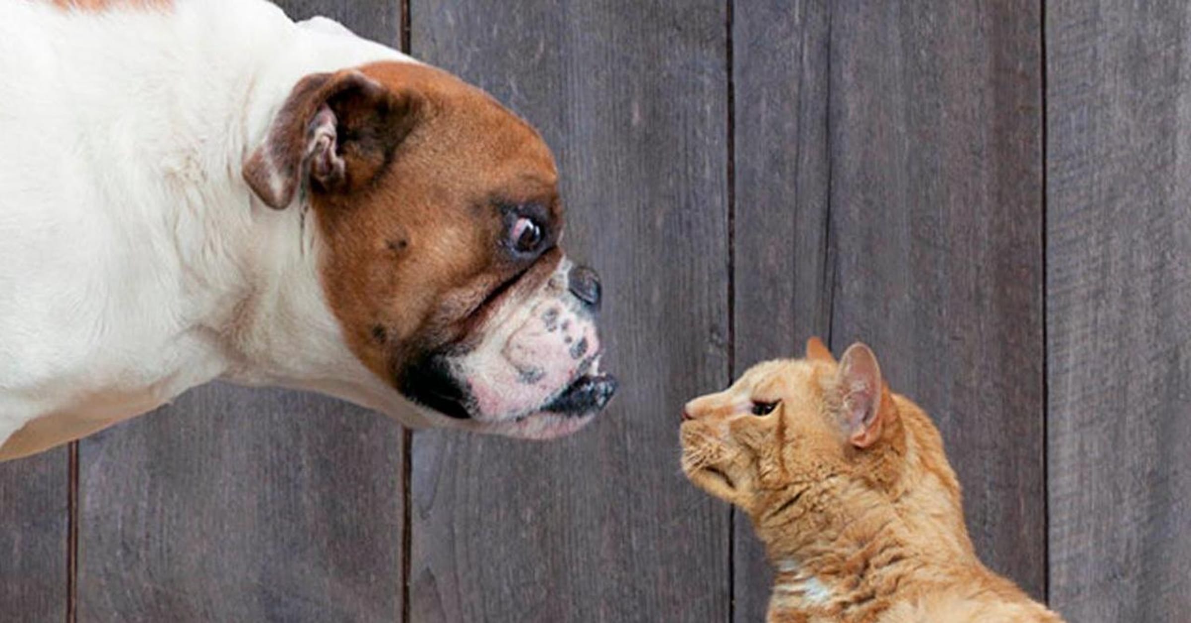 very funny dogs and cats