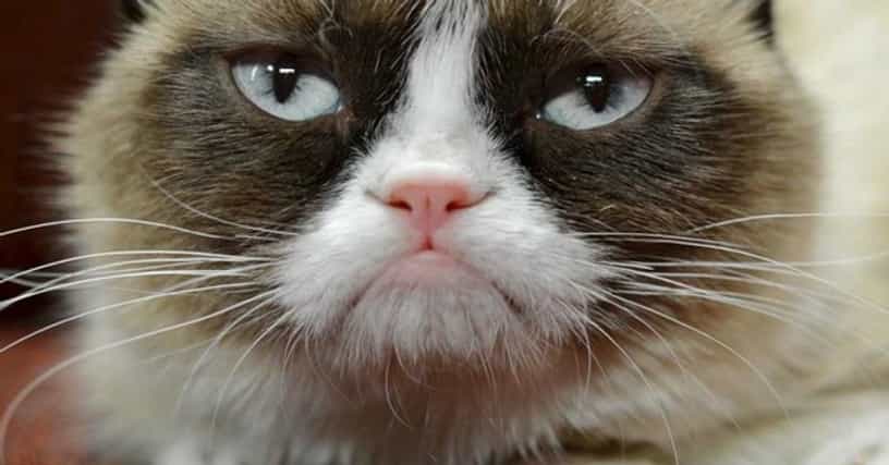 The Best Pictures of Grumpy Cat