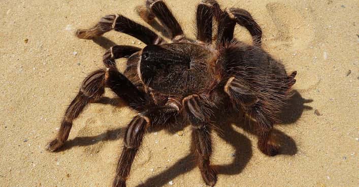 The Biggest Spiders On Earth