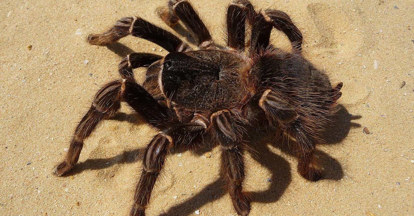 These Are The 12 Biggest Spiders In The World