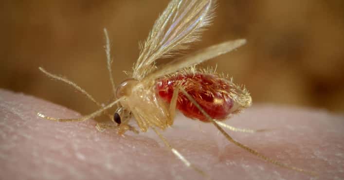 Most Dangerous Bugs on Earth