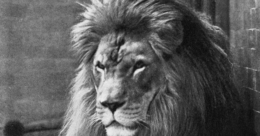 Actual Photos Of Now-Extinct Animals