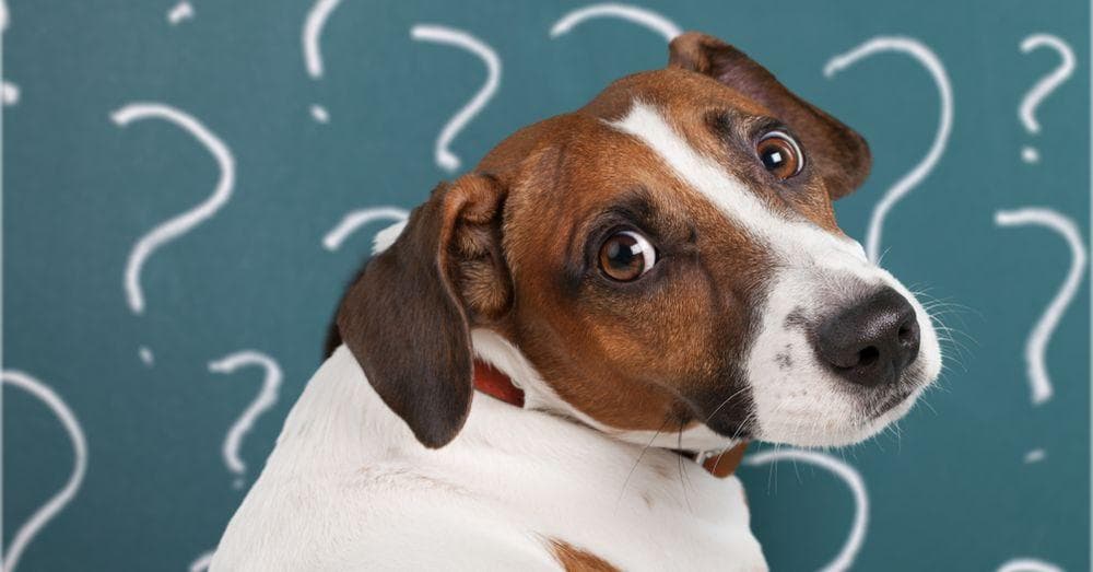 Difficult Animal Riddles Most People Can't Solve