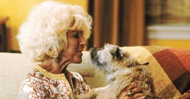 Controversial Dog Stories That Split The Internet