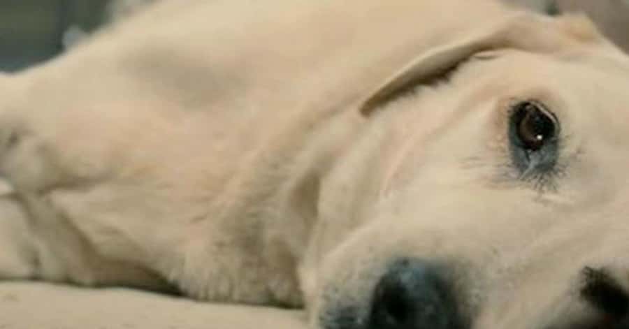 The Saddest Animal Death Scenes In Movie History