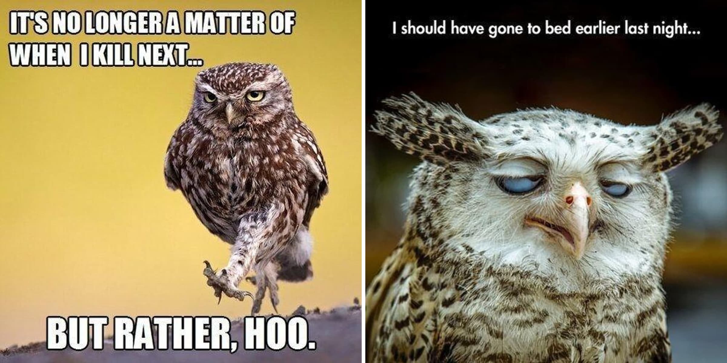 The 29 Funniest Owl Memes, Ranked