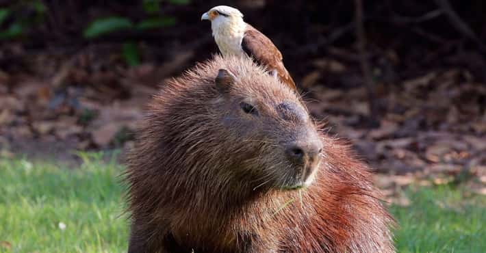 Everyone Loves a Capybara