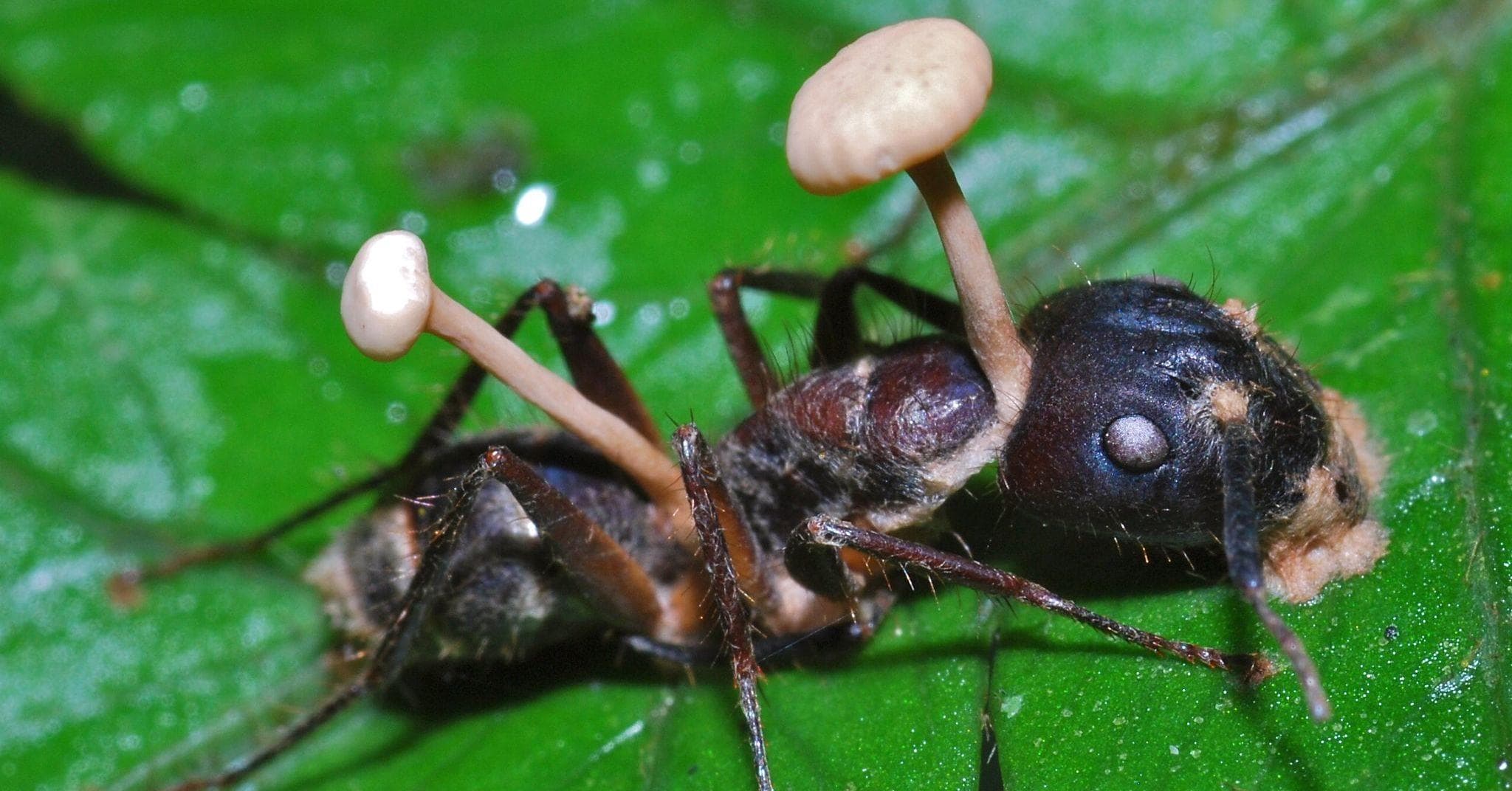 Кордицепс муравей