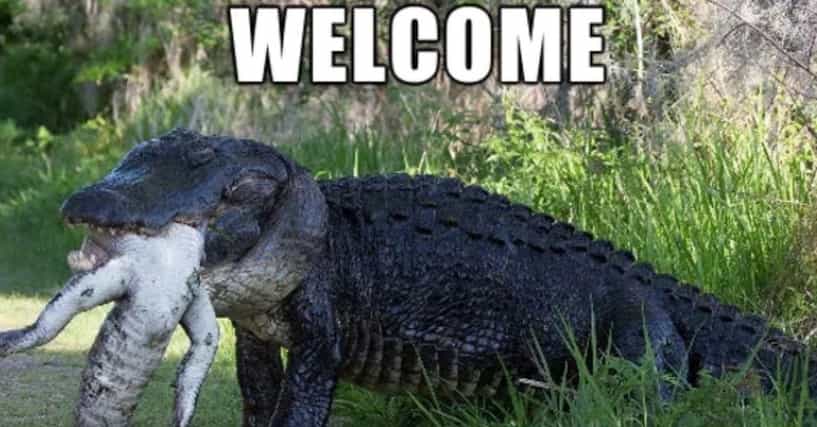 The 20 Best Florida Memes On The Internet