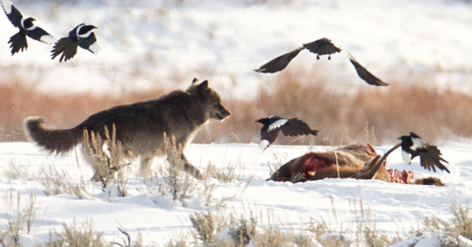 Facts About Animals We Just Learned That Made Us Say 'Really?'