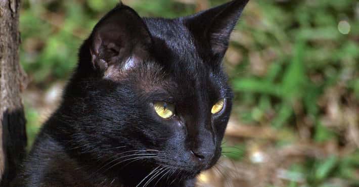Superstitions You Secretly Believe, Too