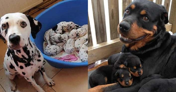 32 Proud Dog Mommas Who Are Super Proud Of What...