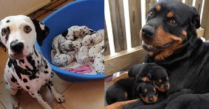 32 Proud Dog Mommas Who Are Super Proud Of What...