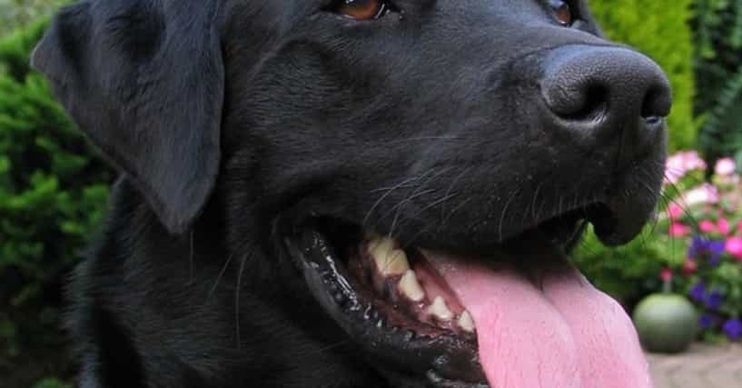 Cutest Black Lab Pictures Photo Gallery of Cute Black