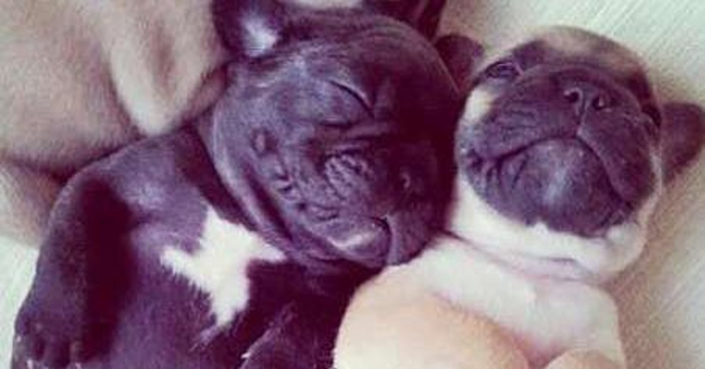 cutest pugs in the world