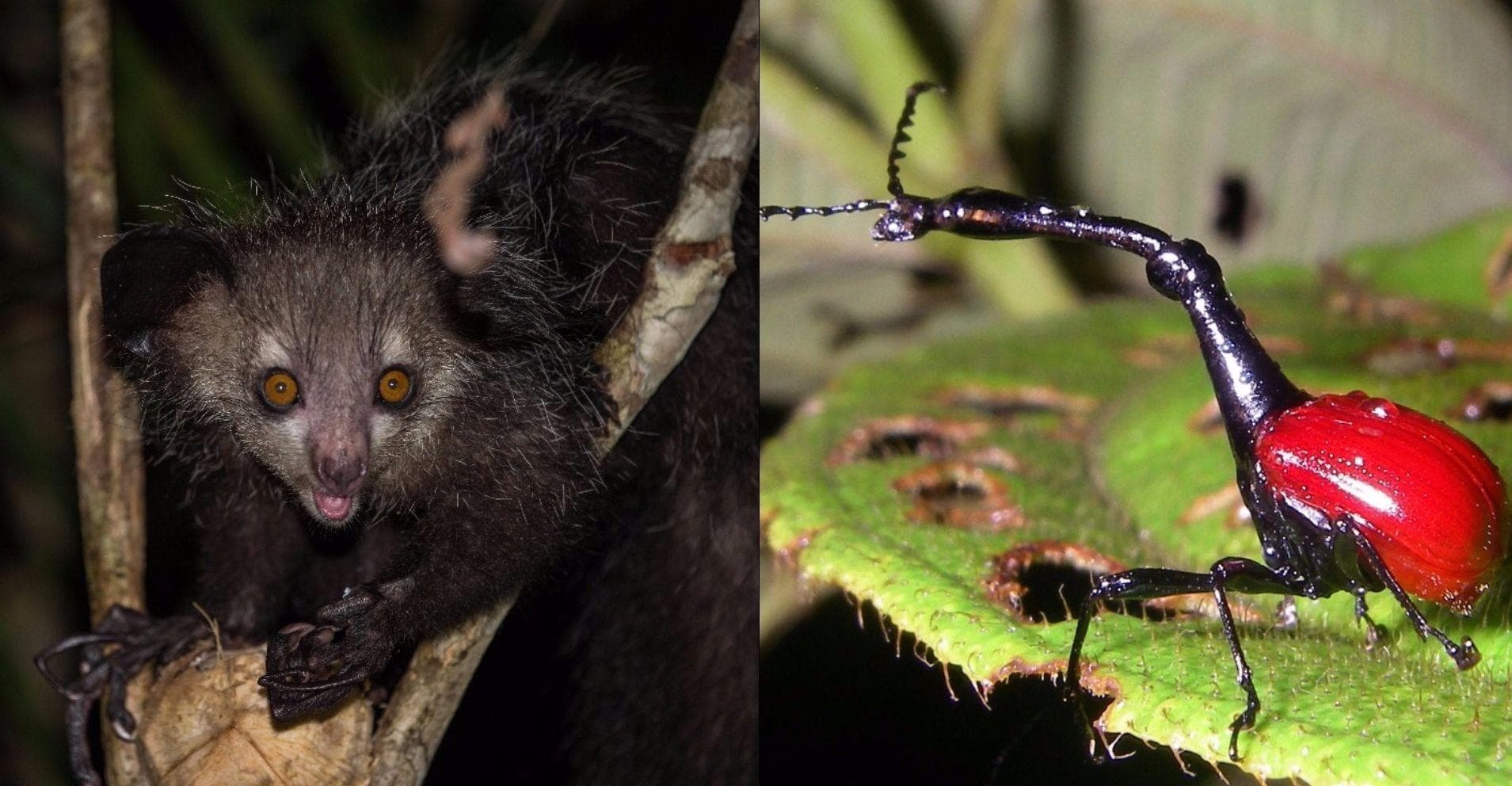 13 Insanely Cool Animals You Can Only Find In Madagascar