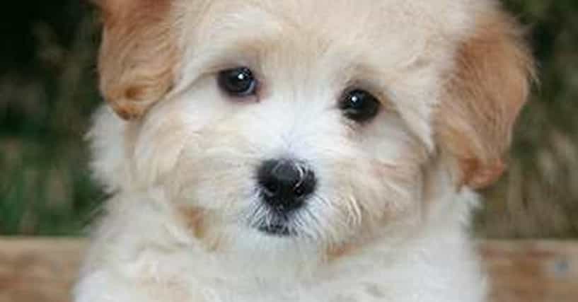 Best Dog Food For Labs >> Cutest Maltipoo Pictures | Cute Photos of Maltipoos Best Dog Food For Labs >> Cutest Maltipoo Pictures | Cute Photos of Maltipoos