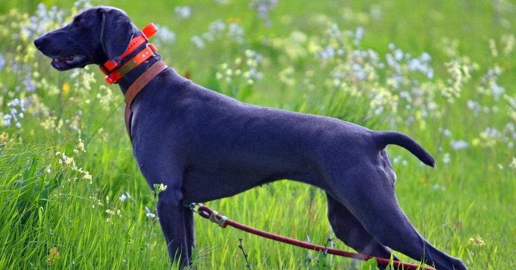 The Best Female Hunting Dog Names, Ranked By Dog Lovers