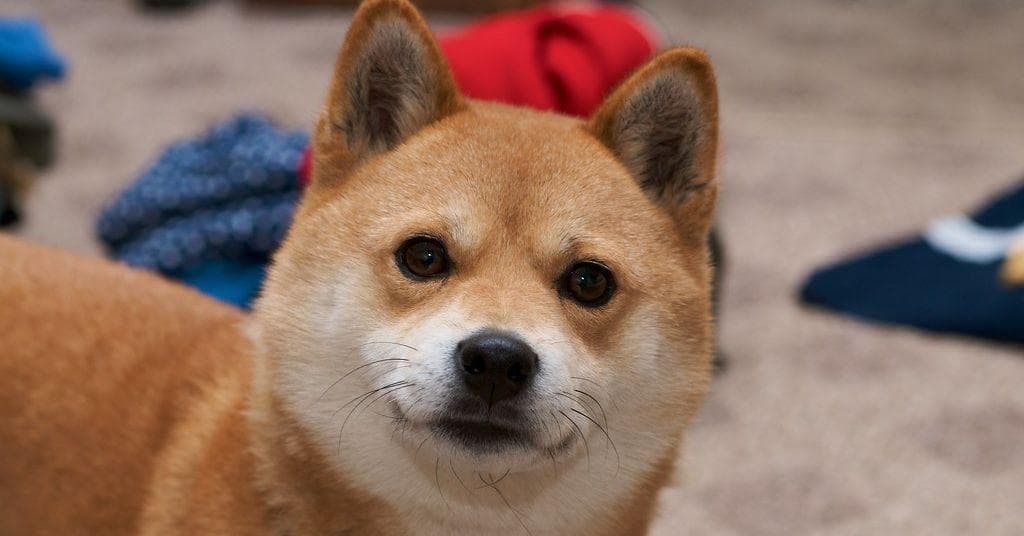 The Best Japanese Dog Names, Ranked by Dog Lovers