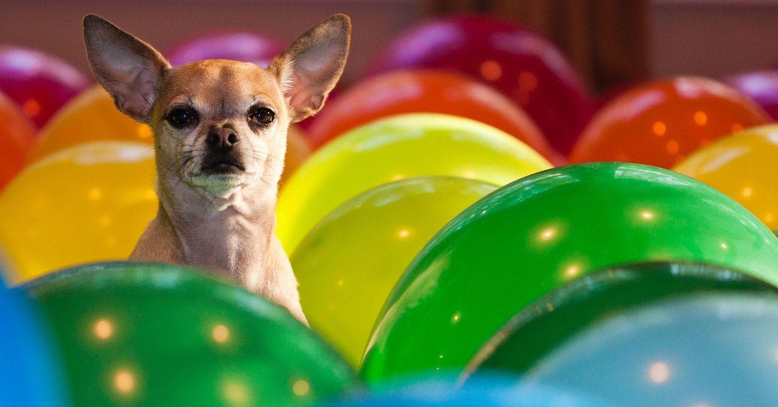 Spanish Names For Small Female Dogs